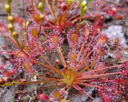 The bog owns numerous rare species of plants alongside four types of carnivorous plants like Drosera rotundifolia, Sarracenia purpurea, and the sundew